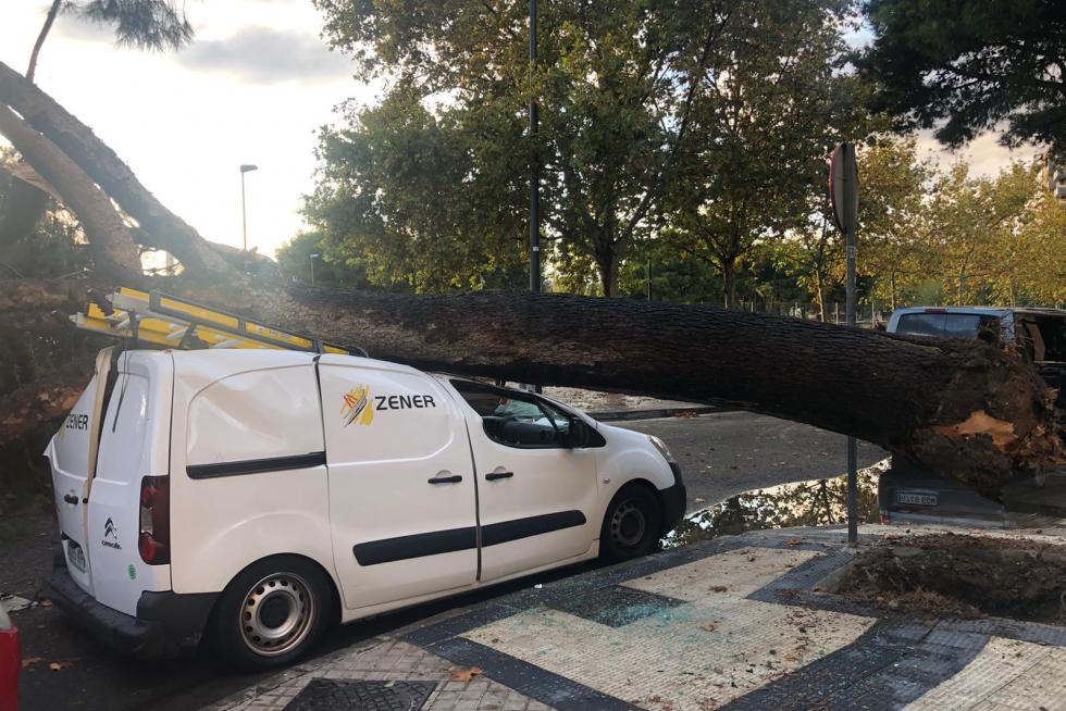 Árbol caído en la calle Palencia de Zaragoza después de la tromba de agua registrada