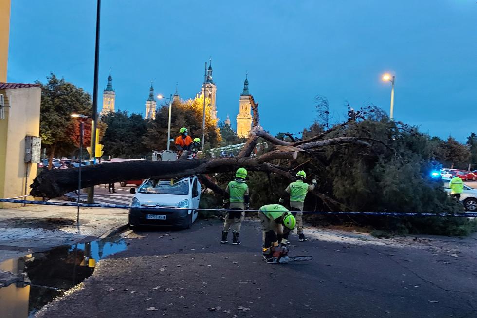 Árbol caído en la calle Palencia de Zaragoza tras la tromba de agua.