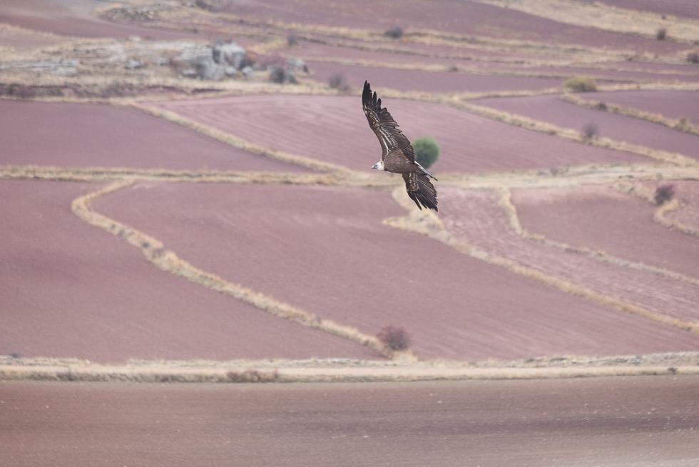 Foto de Aguilar del Alfambra