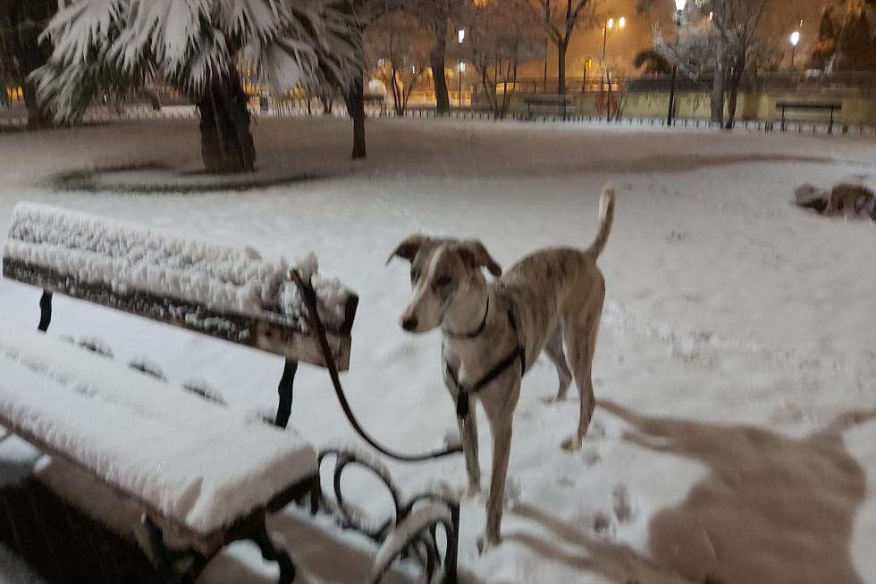 Nieve caída en la plaza de San Francisco de Zaragoza y su entorno