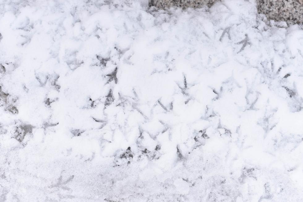 Fotos de nieve en la plaza del Portillo y Cesaraugusto de Zaragoza, este domingo