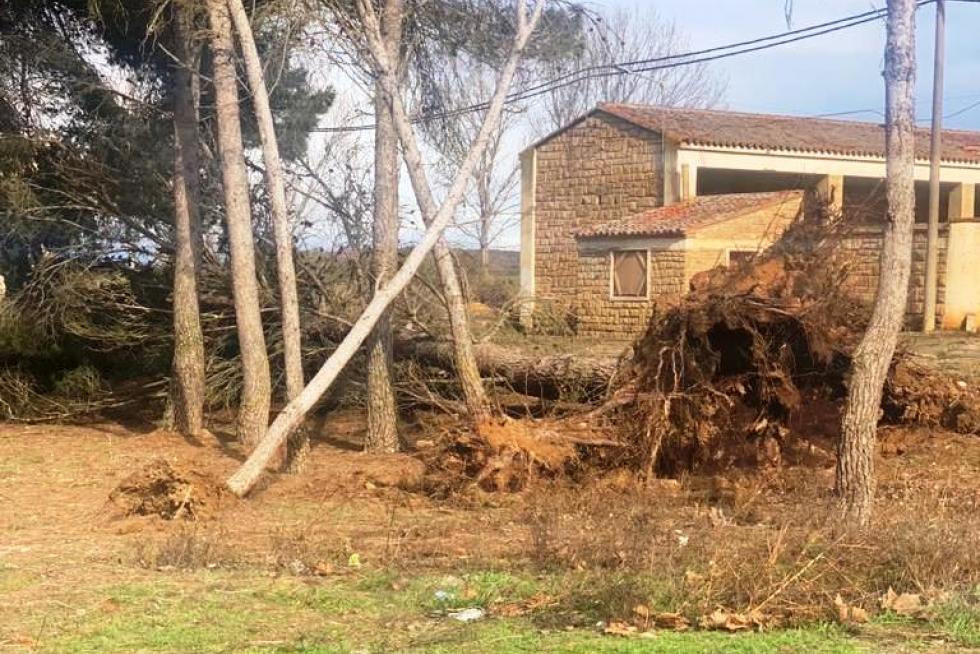 Caída de árboles en la localidad de Curbe, en la comarca de Monegros.