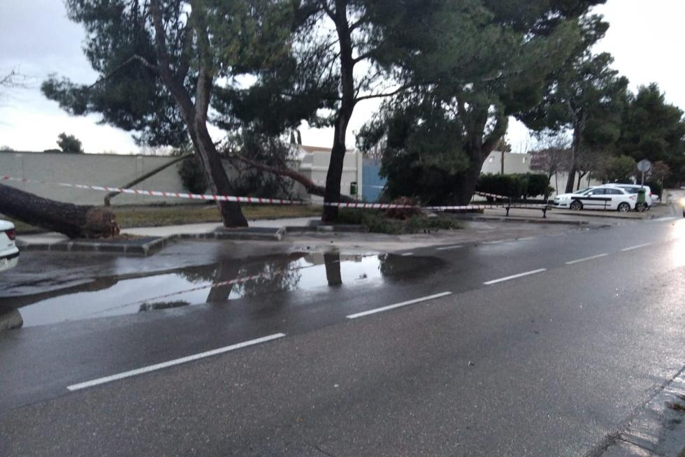 Caída de árboles en Zaragoza.