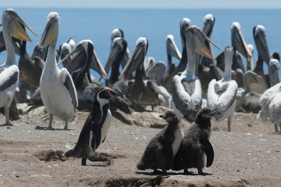 Cientos de pingüinos sorprenden a los bañistas de una playa en Chile