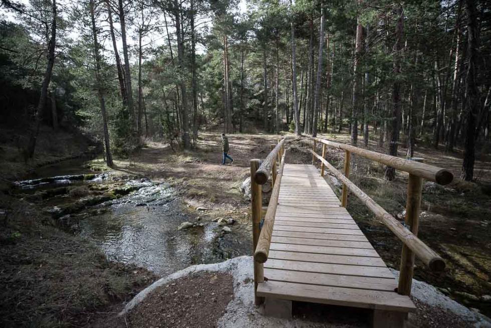 Foto de Cedrillas