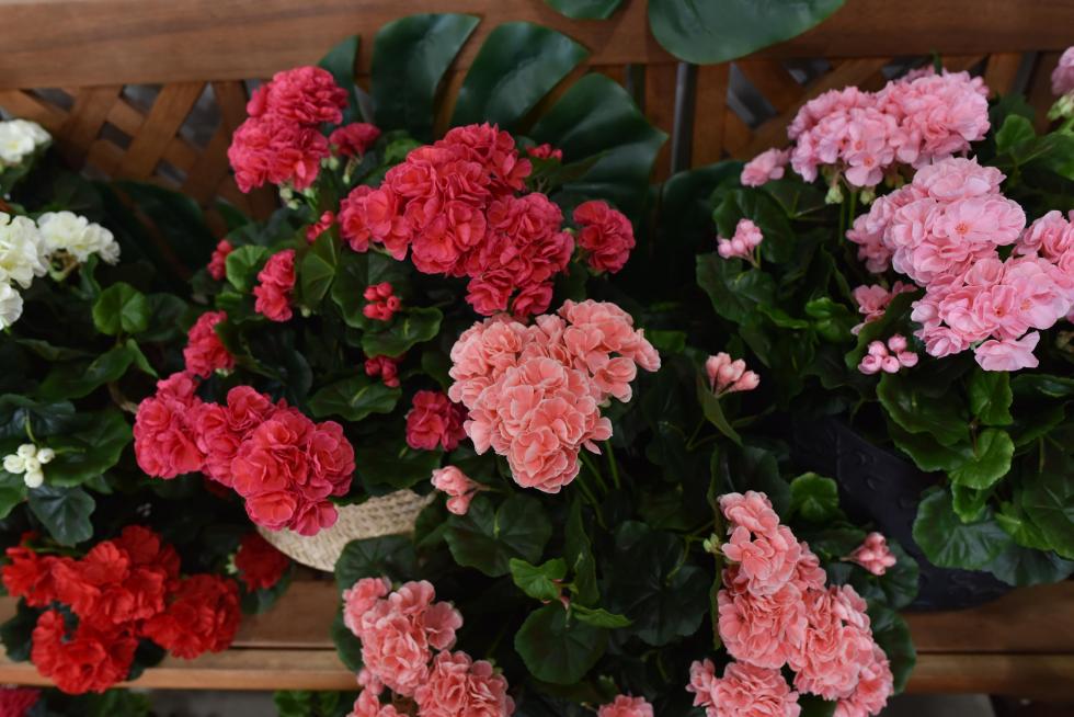Flores Ohana, comercio de flores y plantas artificiales en la calle Princesa de Zaragoza