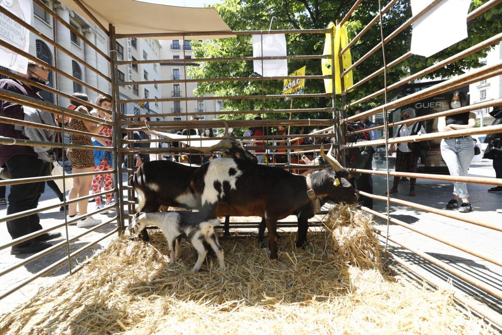 Galería de los tractores en Zaragoza