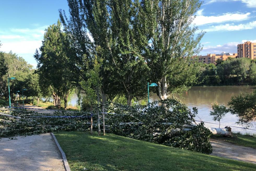 Un árbol caído en el barrio de Jesús de Zaragoza