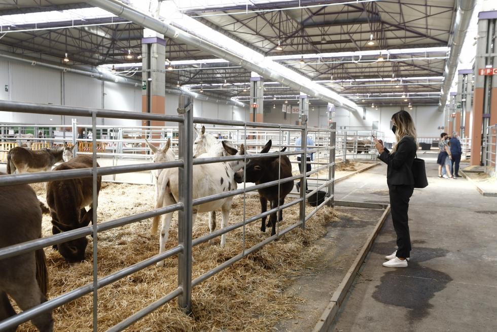 Arranca en Zaragoza Figan 2021, la Feria Internacional para la Producción Animal