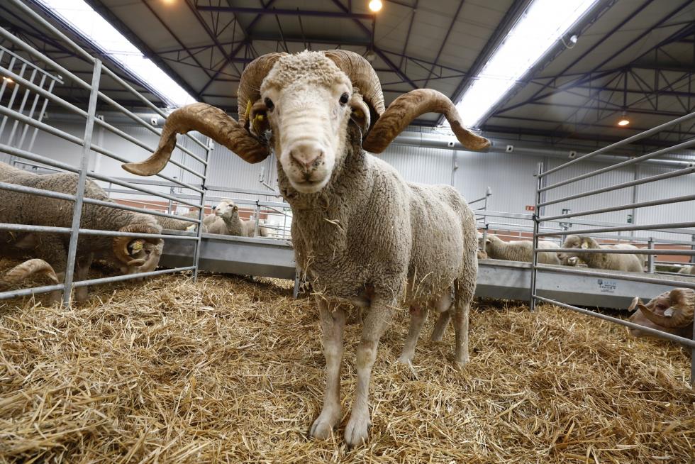 Arranca en Zaragoza Figan 2021, la Feria Internacional para la Producción Animal