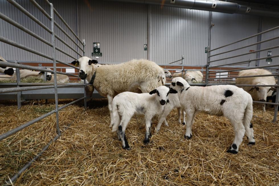 Arranca en Zaragoza Figan 2021, la Feria Internacional para la Producción Animal