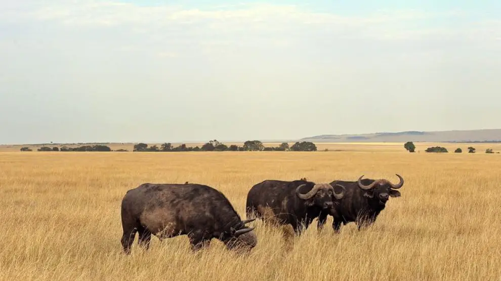 Imagen de archivo del parque natural de Masai Mara en Kenia