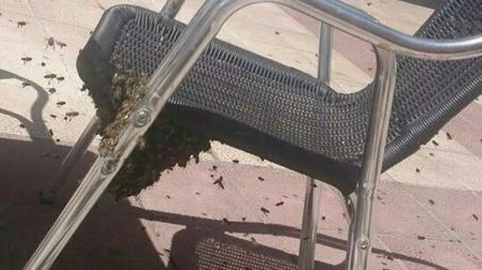 Un enjambre, en la silla de una terraza