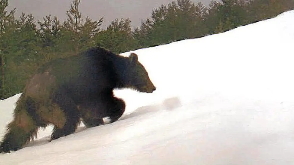 Un oso del Pirineo en una imagen de archivo