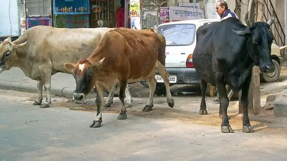 Una turba asesina a un hombre en la India por trasnportar carne de vaca