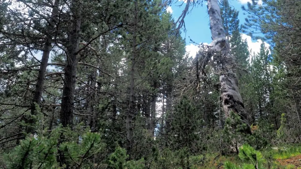 Bosque de pino negro (Pinus uncinata), en lo alto de la Sierra de Gúdar, en Valdelinares.