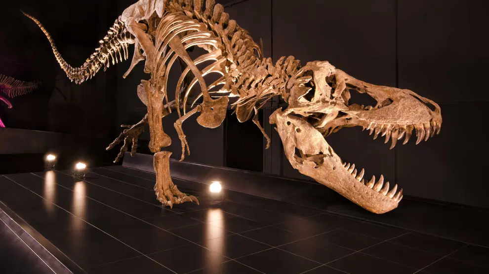 Esqueleto de un 'Tyrannosaurus rex'.