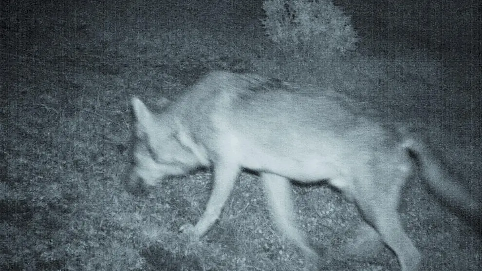 Una imagen del lobo localizado en la Ribagorza