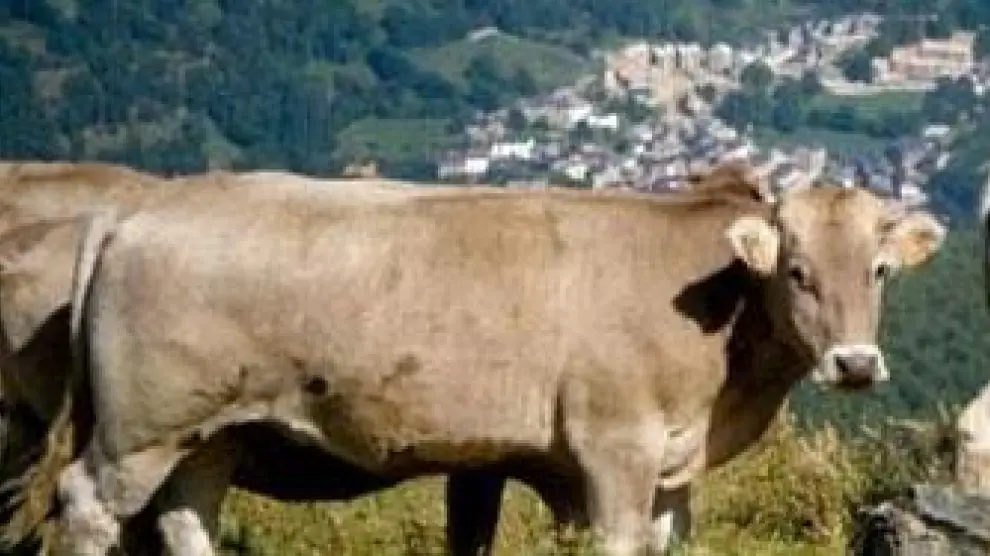 En la imagen, varios ejemplares de ganado vacuno del Pirineo.