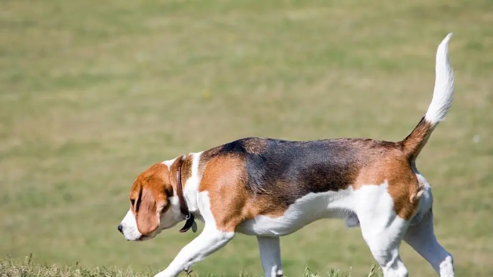 El estudio se hizo con cuatro perros de la raza beagle.