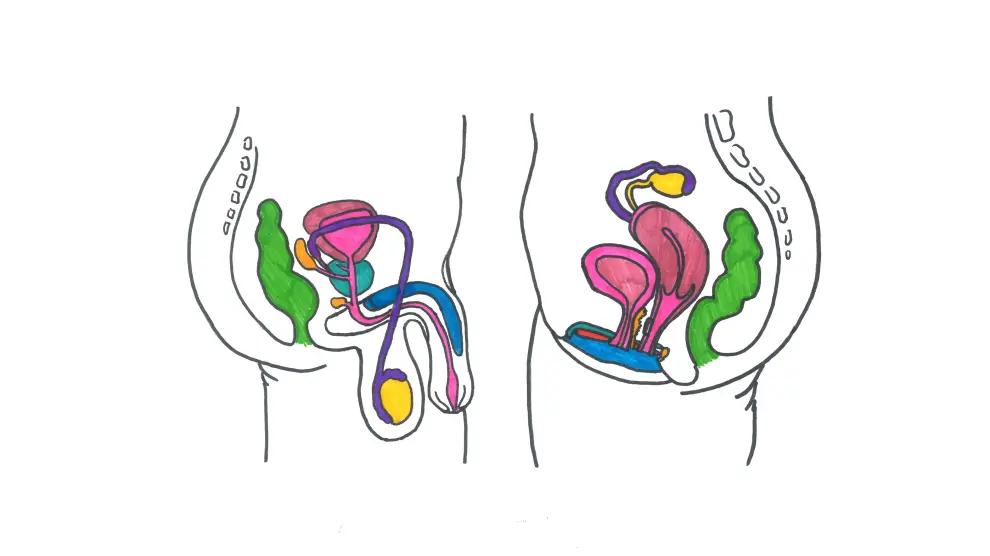 Ilustración del aparato reproductor masculino y femenino.