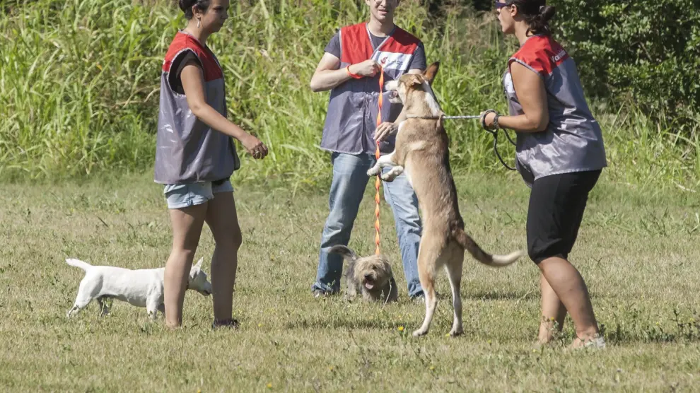 Imagen de archivo de un paseo con perros del Centro de Protección Animal.