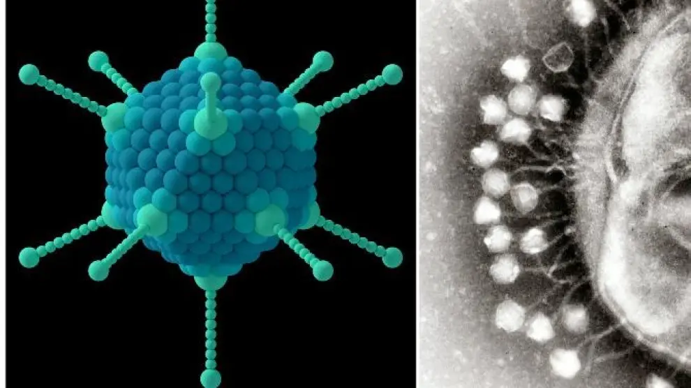Simulación de un adenovirus. A la derecha, bacteriófagos intentando infectar una bacteria e una imagen de microscopía electrónica