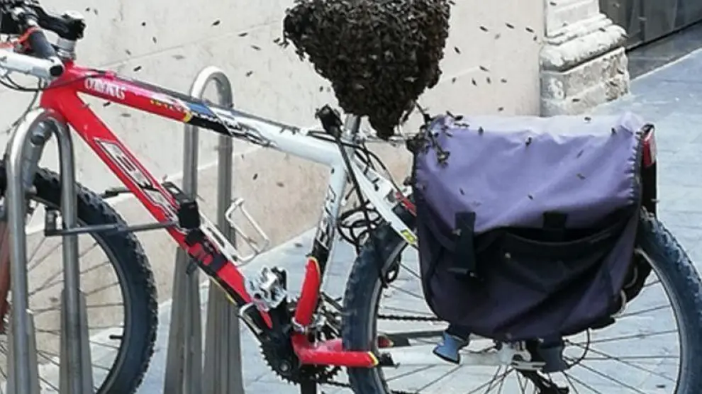 Enjambre de abejas en una bicicleta aparcada en Zaragoza.
