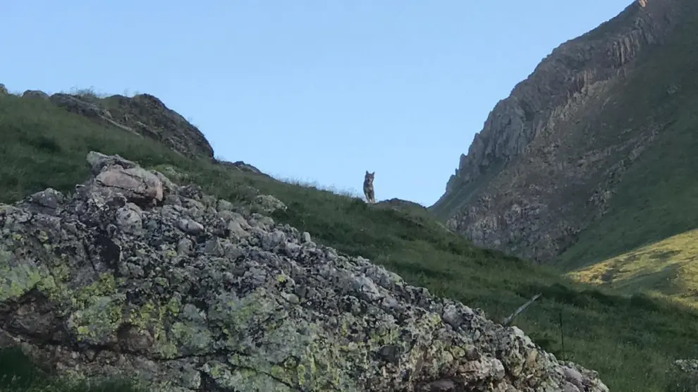 Imagen captada por los cazadores en el monte de Bisaurri.