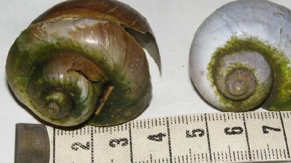 Detectados dos ejemplares muertos de caracol manzana en el río Matarraña, a la altura de Fayón.