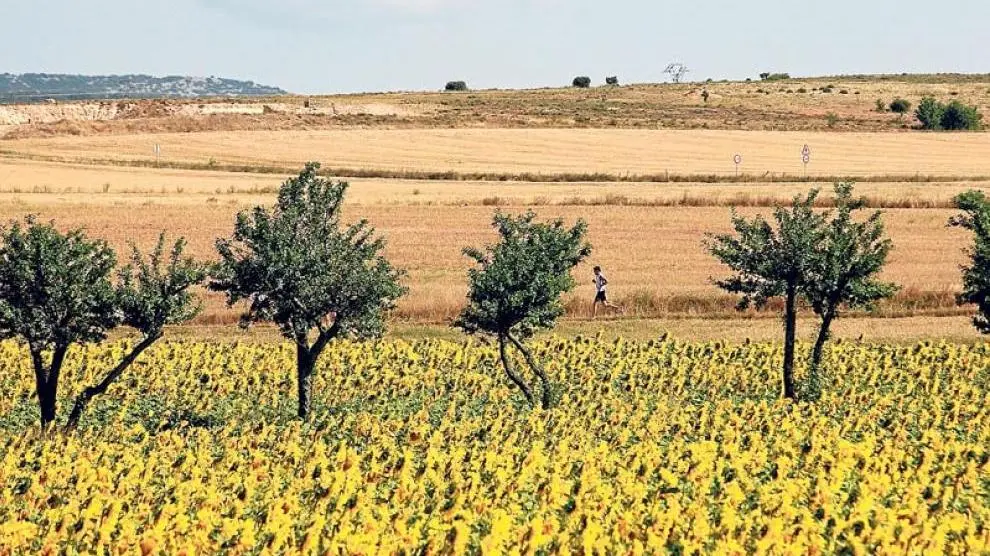 Se estima que hay 14.900 hectáreas cultivadas de girasol en Aragón