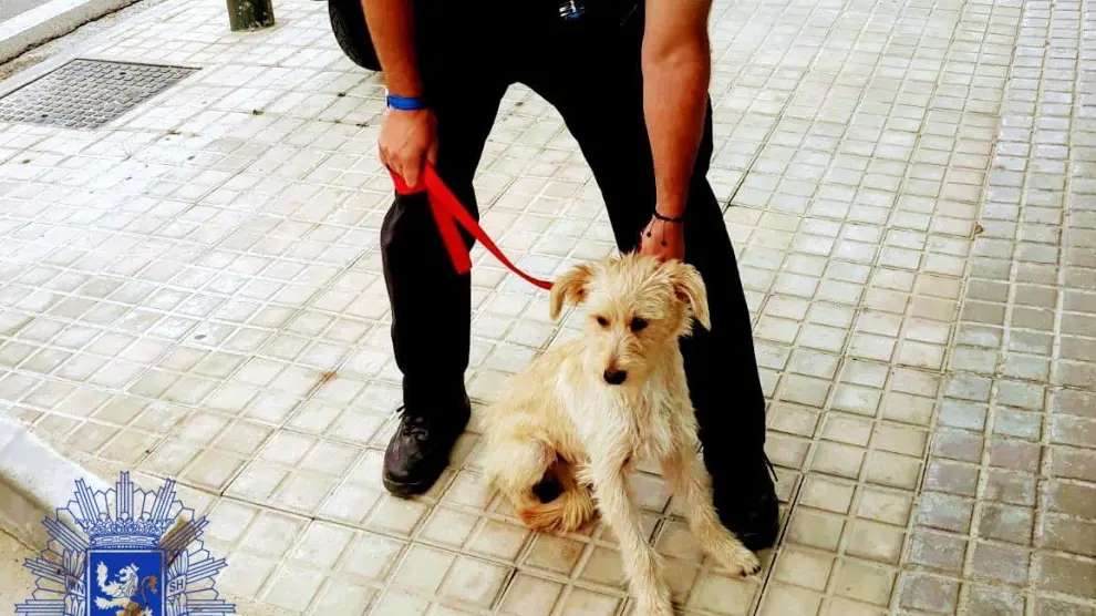 La Policía rescata a un pequeño perro abandonado en la carretera de Peñaflor.