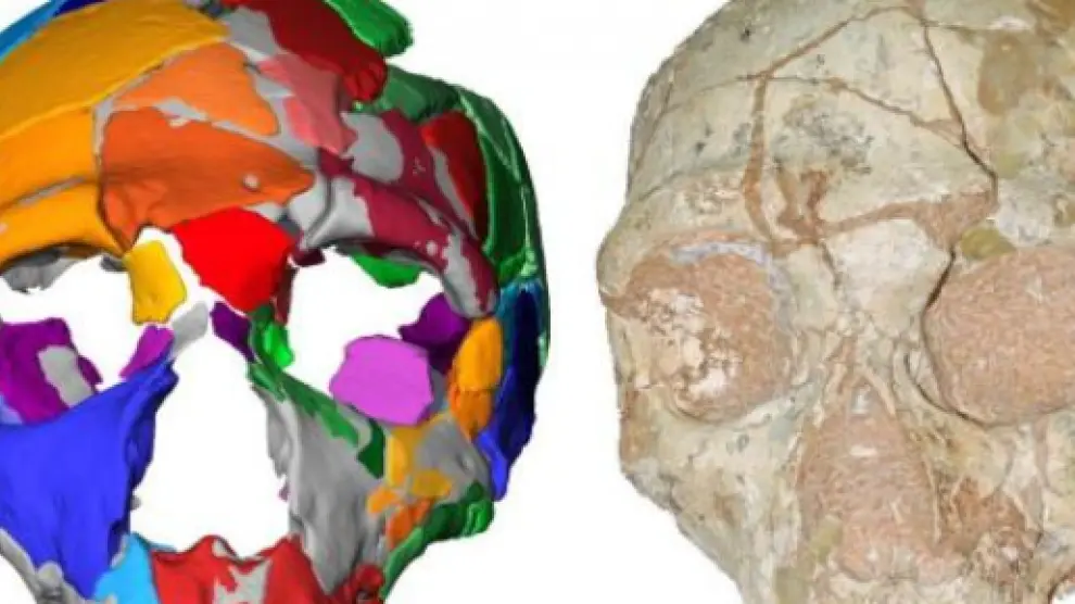 El cráneo Apidima 2, a la derecha, y su reconstrucción.