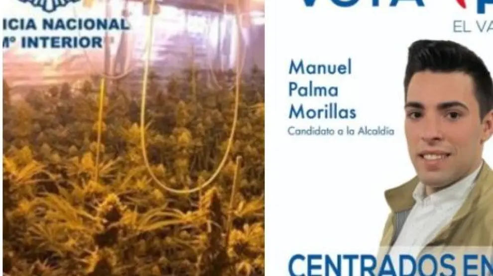 Incautan a un teniente de alcalde del PP 265 plantas de marihuana.