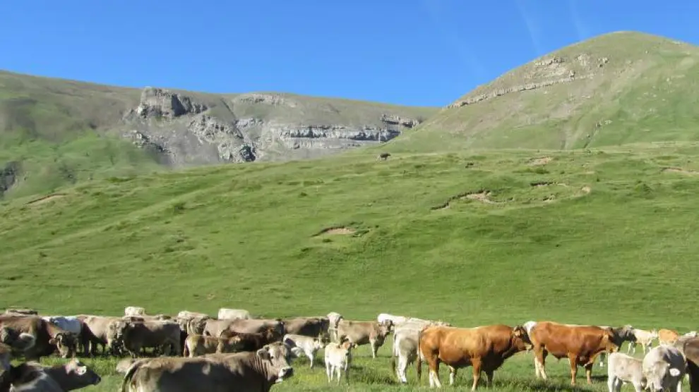 En la imagen, ejemplares de vacas nodrizas en la comarca de La Jacetania.