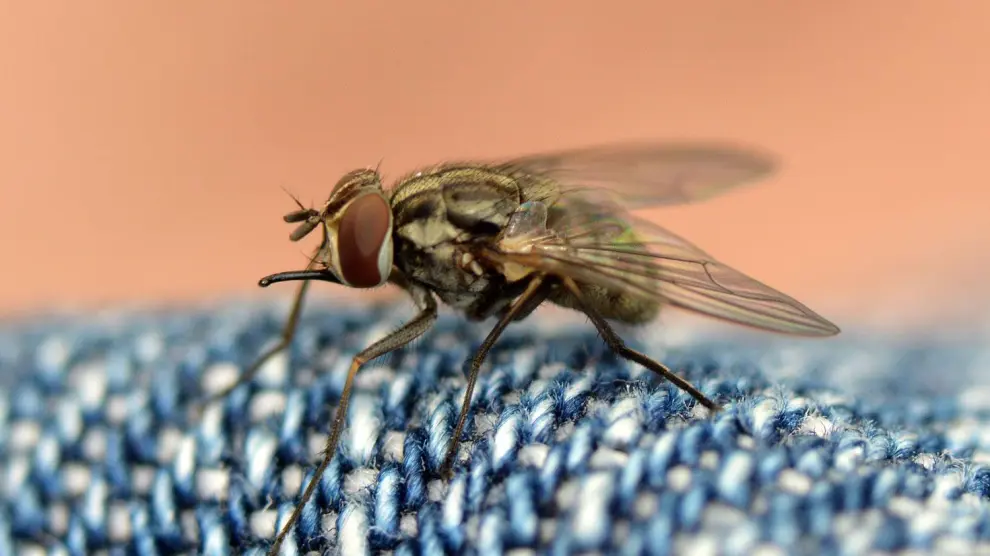 Es una mosca y se parece a la mosca común, pero además la 'Stomoxys calcitrans' o mosca de los establos pica.
