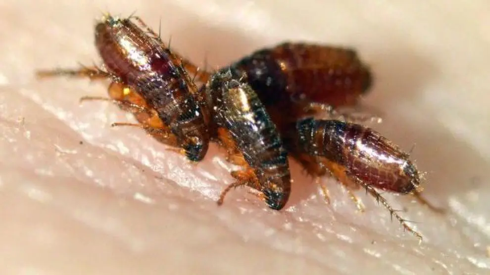 Las pulgas miden entre 1,5 y 3 milímetros y son fáciles de distinguir gracias a su cuerpo aplanado y su gran capacidad de salto.