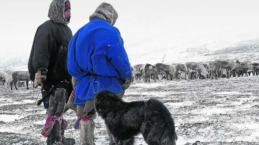 Los nénets son una de las últimas tribus de esquimales que aún pastorean sus rebaños de renos.