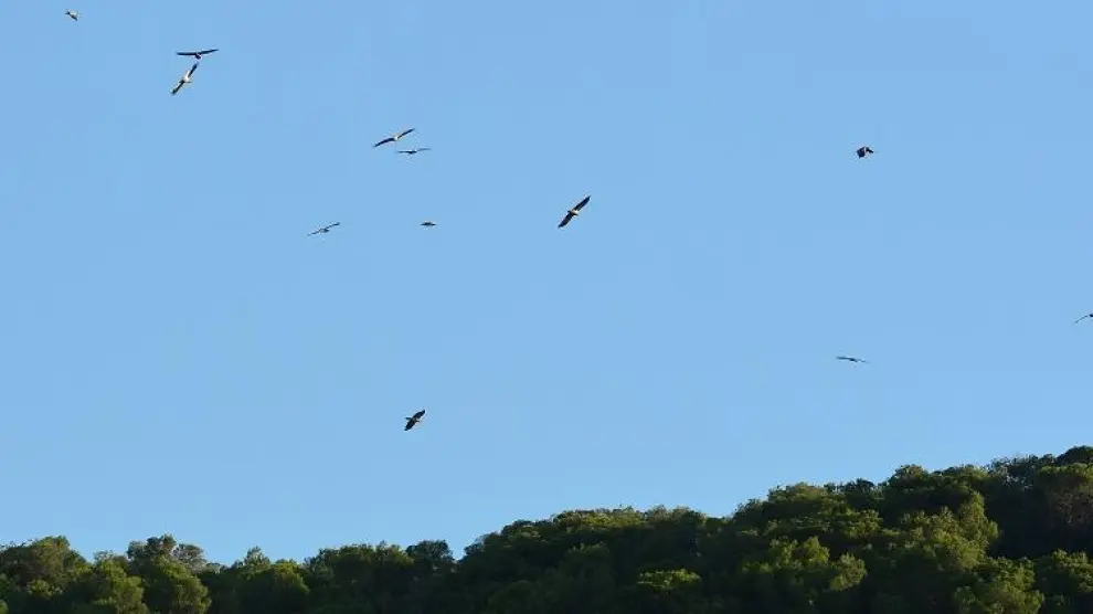 Un grupo de alimoches, volando sobre la zona que utilizan como dormidero.