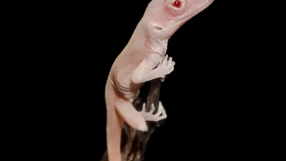La manipulación genética obtiene lagartijas albinas.