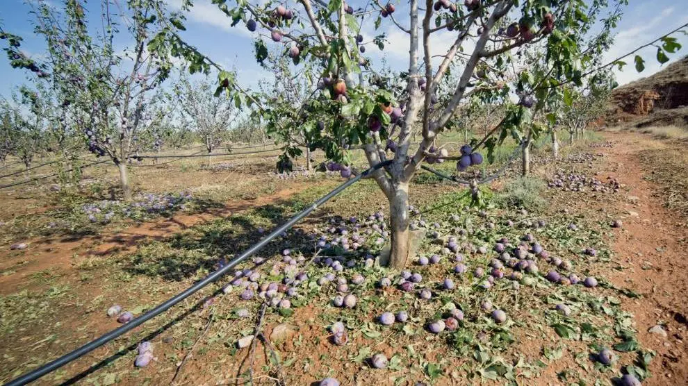 Solo en la localidad del Manubles se han visto afectadas cerca de 1.200 hectáreas de frutal. J.Macipe