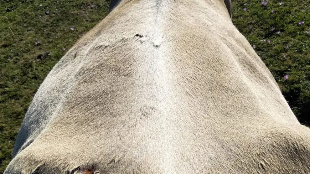 El ganadero cree que las heridas de esta vaca han estado provocados por el zarpazo de un animal salvaje.