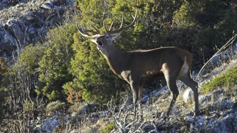 El Gobierno de Aragón ha creado una red de enclaves para la escucha y la observación de la berrea de los ciervos en la Reserva de Caza de los Montes Universales.