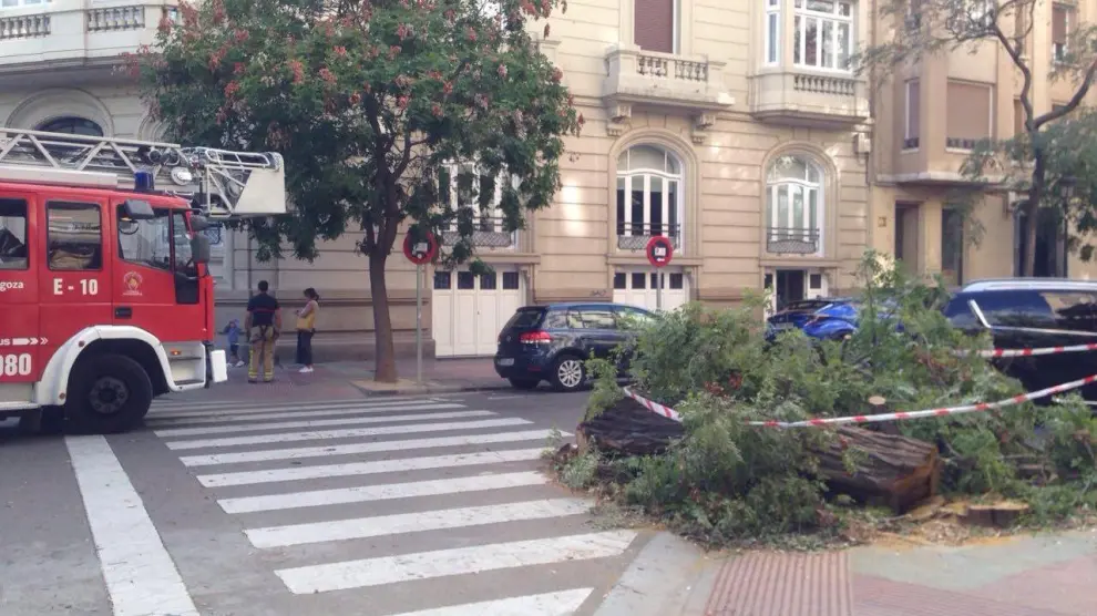 Cae un árbol en la glorieta de Sasera de Zaragoza debido al fuerte viento.