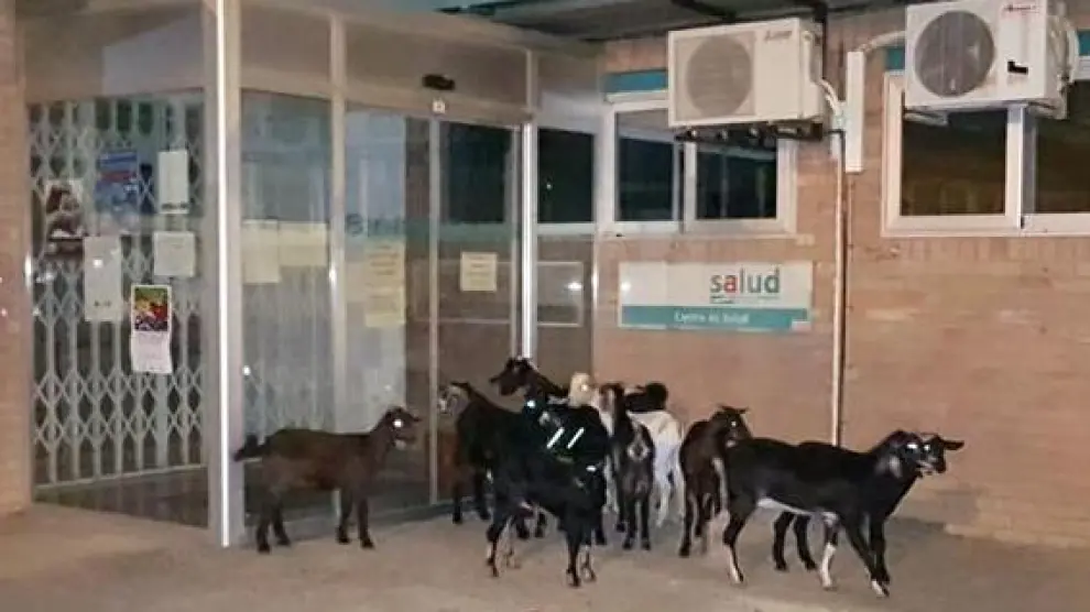 Las cabras, en la puerta de urgencias del Centro de Salud de Sariñena