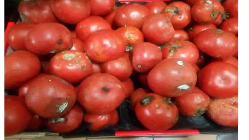Otra de las cajas de alimentos, en este caso tomates, en avanzado estado de putrefacción.