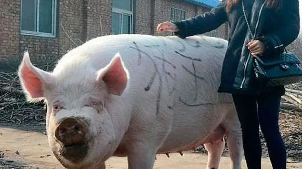 Un ejemplar de cerdo chino gigante.