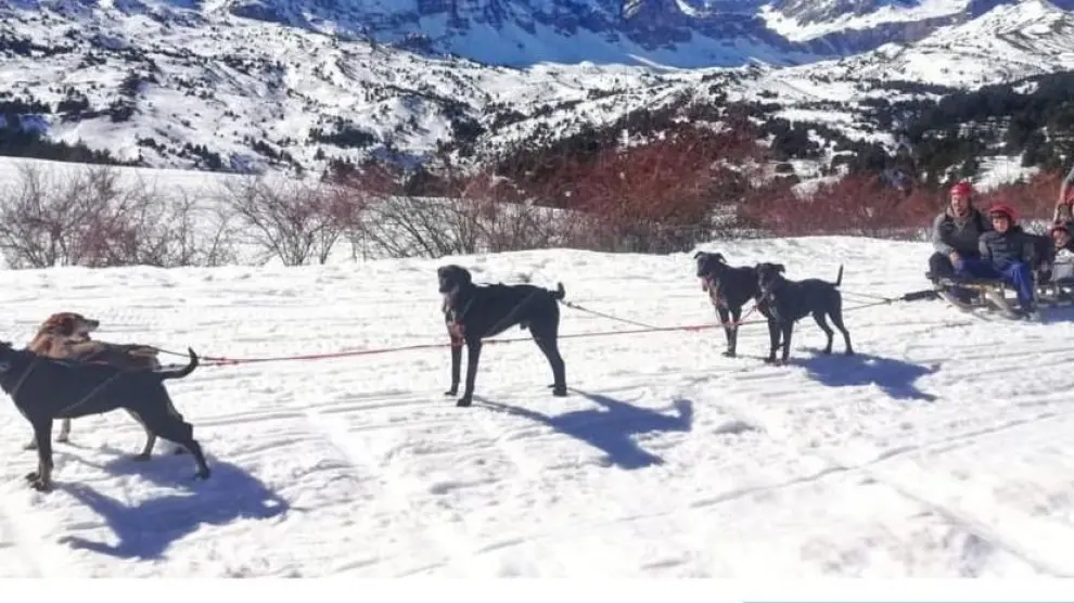 Buscan a 14 perros de mushing en el Valle de Tena desaparecidos al romper alguien la puerta de su perrera