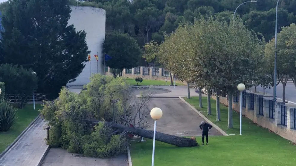 El aire ha derribado una gran árbol en el jardín de las oficinas del Salud en Huesca