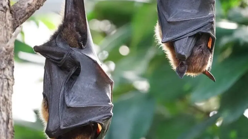 Dos murciélagos colgados de un árbol